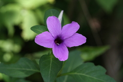 Barleria montana